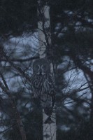 /album/sepon-luontokuvat/lapinpollo-12-3-13-rauma-taipalmaa-jpg/